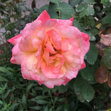 "Glowing peace" rose variety